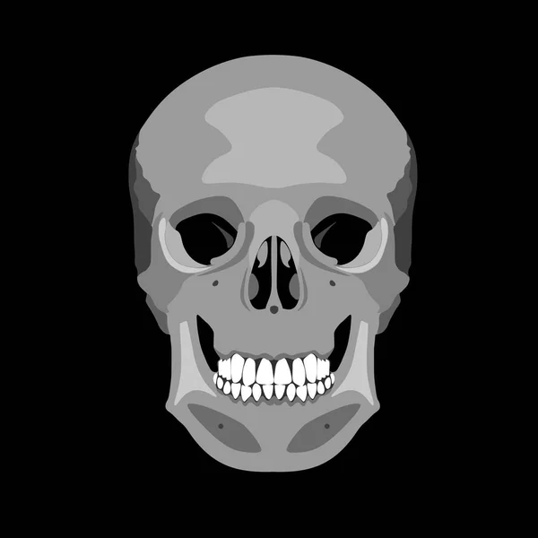 Menschlicher Schädel im Profil und im Gesicht. Vektorillustration — Stockvektor