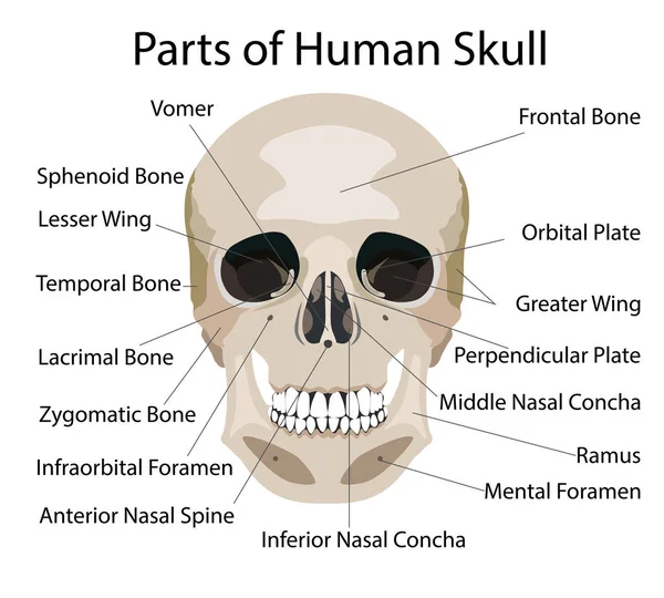 Partes del cráneo humano, ilustración de vectores médicos — Archivo Imágenes Vectoriales