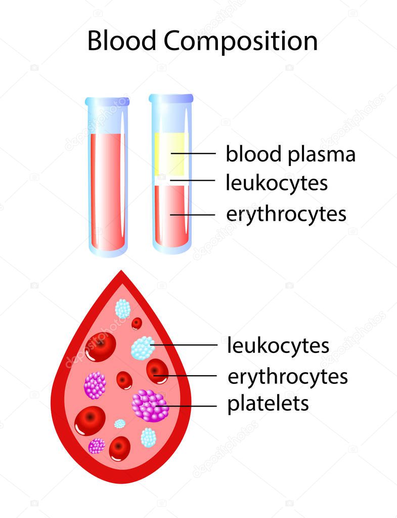 Composition of whole blood isolated vector illustration