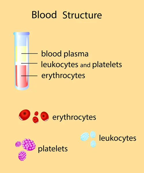Склад цілої крові ізольовані Векторні ілюстрації — стоковий вектор