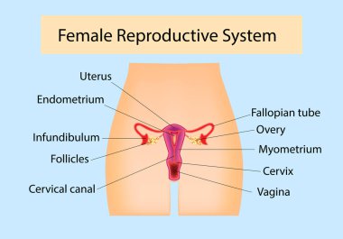 Female Reproductive System useful for education in schools and clinics clipart