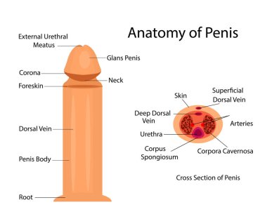 Medical anatomy of penis vector ilustration for medical purposes