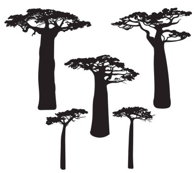 Siyah baobab ağacı siluetleri seti