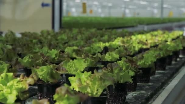 Groene Salade Potten Een Productielijn Productie Groente Fabriek — Stockvideo