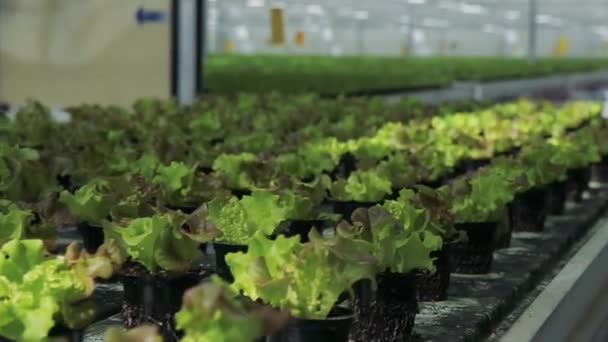 Ensaladera Verde Una Línea Producción Fábrica Verduras Producción — Vídeos de Stock