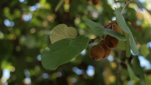 Kiwi Fruit Een Kiwi Boom — Stockvideo