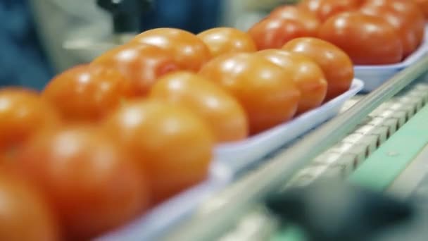 Tomatoes Production Line Factory Video Clip