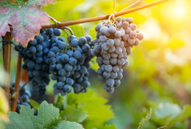 Ayrıntı ÜRETIM güzel günbatımı ışık ile kırmızı şarap üzüm