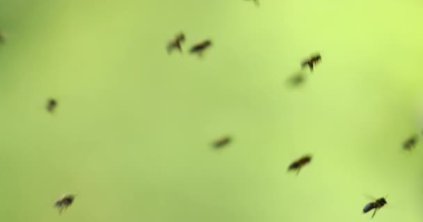 蜜蜂聚集蜂蜜 进入蜂巢 低焦点部门 — 图库视频影像