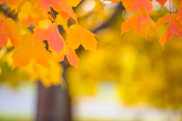 Абстрактные Цветные Осенние Листья Фоне Размытого Дерева Свободное Место Текста — стоковое фото