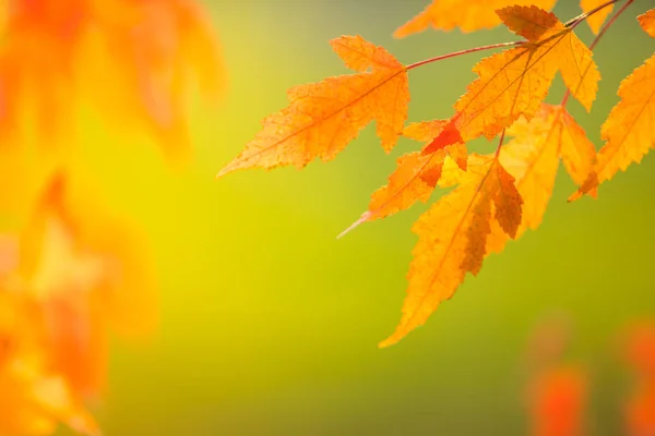 Абстрактные Красочные Осенние Листья Мягком Фоне Свободное Место Текста Мотив — стоковое фото