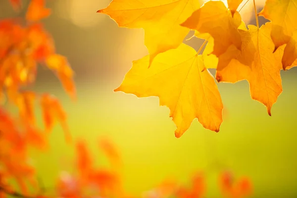 抽象五颜六色的秋天叶子在柔和的背景 假日动机的可用空间 — 图库照片