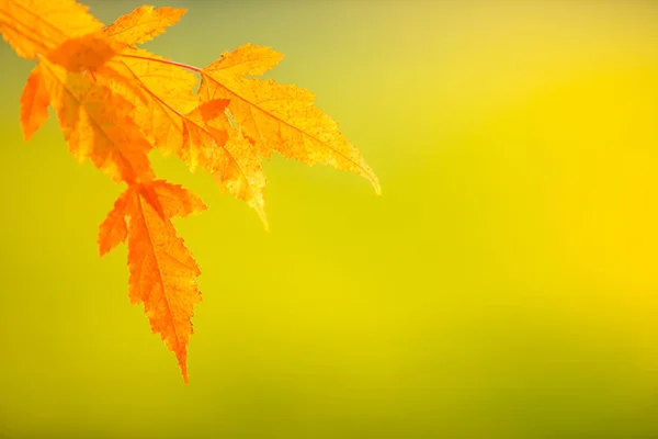 Astratto Colorato Foglie Autunnali Sfondo Morbido Spazio Libero Testo Motivo — Foto Stock