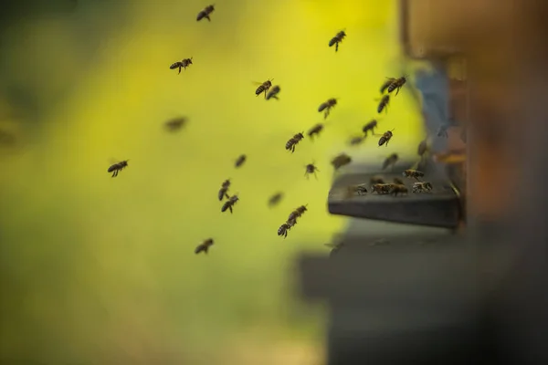 Ein Bienenschwarm Fliegt Den Stock Geringe Schärfentiefe — Stockfoto