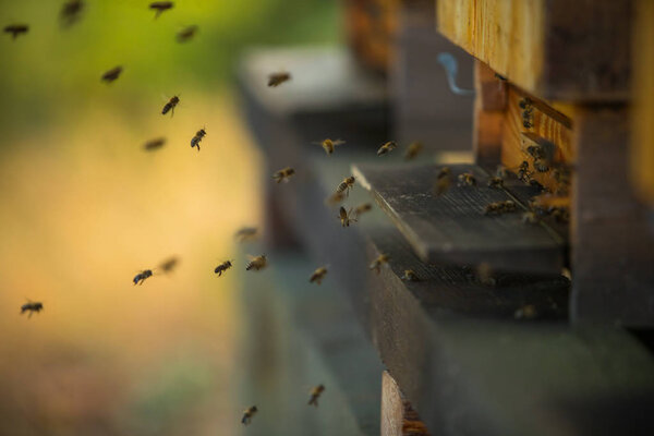 Стая пчел летит в улей, низкая глубина фокусировки
.