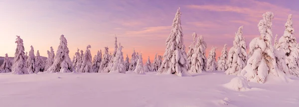 Panorâmica Paisagem Idílica Inverno Com Árvores Abeto Prado Nevado Imagem — Fotografia de Stock