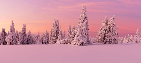 Panoramic Idyllic Winter Landscape Spruce Trees Snowy Meadow High Resolution — Stock Photo, Image