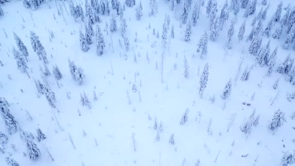 Вид Воздуха Пересечение Зимнего Ландшафта Гладкая Съемка Беспилотника — стоковое видео