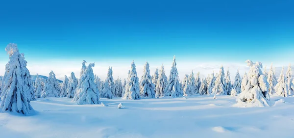 Inverno Nevado Abeto Árvore Floresta Vista Panorâmica Imagem Alta Resolução — Fotografia de Stock