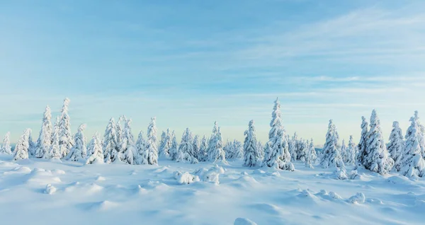 Winter Besneeuwde Spar Boom Bos Panoramisch Uitzicht Hoge Resolutie Afbeelding — Stockfoto