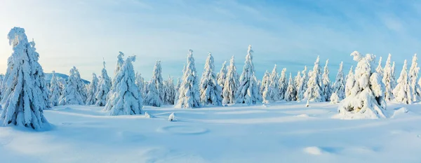 Winter Besneeuwde Spar Boom Bos Panoramisch Uitzicht Hoge Resolutie Afbeelding — Stockfoto