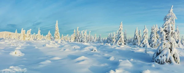 Inverno Nevado Abeto Árvore Floresta Vista Panorâmica Imagem Alta Resolução — Fotografia de Stock