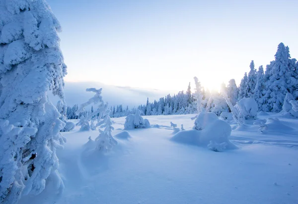 冬季雪云杉树森林全景 — 图库照片