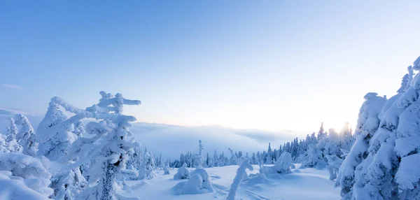 Zimní Zasněžené Smrk Lesní Panoramatický Výhled Obraz Vysokým Rozlišením — Stock fotografie