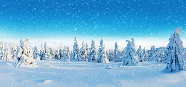 Téli Havas Fenyő Erdei Panoráma Nagy Felbontású Kép — Stock Fotó