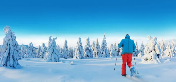 Sneeuwschoenen Wandelaar Besneeuwde Spar Bos Winter Buiten Ontspanning Activiteit Extreme — Stockfoto