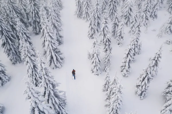 Sneeuwschoenen Wandelaar Besneeuwde Spar Bos Luchtfoto Van Winter Buiten Ontspanning — Stockfoto