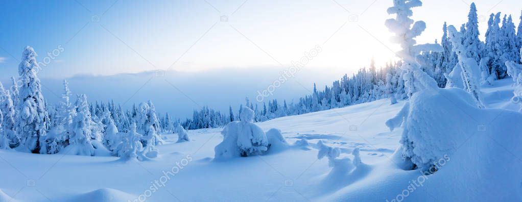 Winter snowy spruce tree forest panoramic view. High resolution image