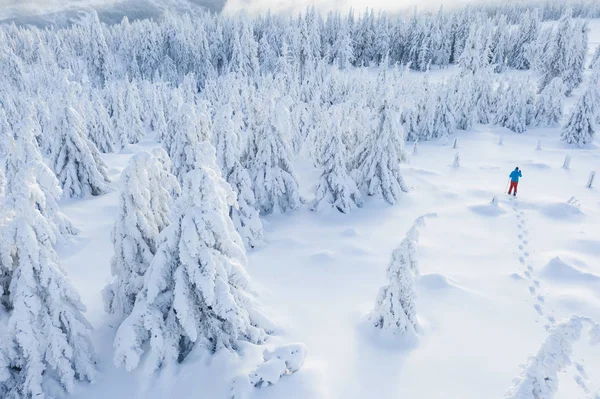 Vista Aérea Del Caminante Raquetas Nieve Bosque Abetos Nevados Invierno — Foto de Stock