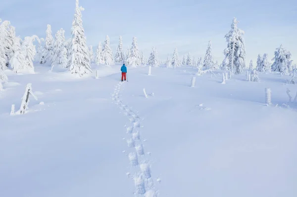 雪のトウヒ林でスノーシュー歩行の空撮 冬の屋外レジャー活動と極端なスポーツ — ストック写真
