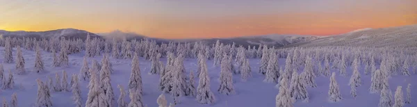 Aerial View Panoramic Idyllic Winter Landscape Spruce Trees Snowy Meadow — Stock Photo, Image