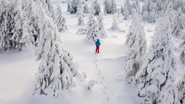 Повітряний Перехід Снігоступів Зимовому Лісі — стокове відео