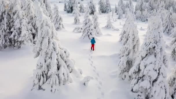 Attraversamento Aereo Racchette Neve Escursionista Nella Foresta Invernale — Video Stock