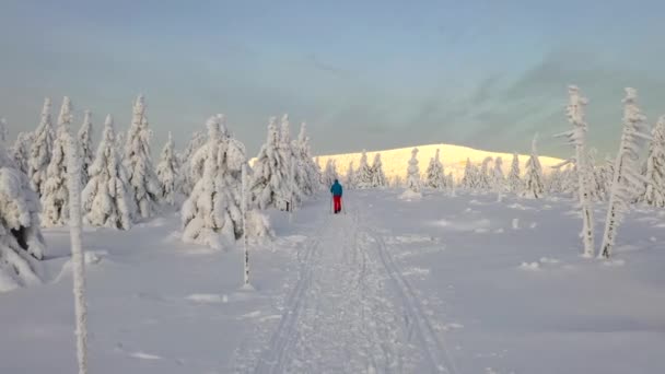 Attraversamento Aereo Racchette Neve Escursionista Nella Foresta Invernale — Video Stock