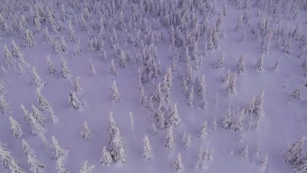 自然と冬の風景の屋外映画ドローン映像 — ストック動画
