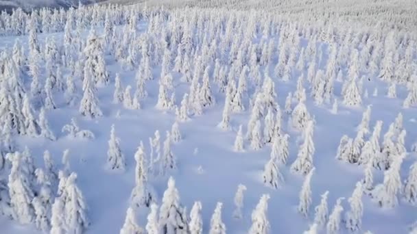 Natur Und Filmische Drohnenaufnahmen Der Winterlandschaft Freien — Stockvideo