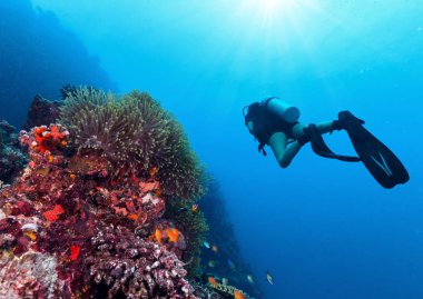 Genç kadın scuba diver mercan resif keşfetmek. Sualtı spor ve memnuniyetti faaliyetleri.