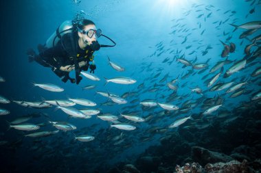 Genç kadın scuba diver mercan resif keşfetmek. Sualtı spor ve memnuniyetti faaliyetleri.