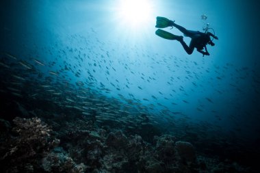 Genç kadın scuba diver mercan resif keşfetmek. Sualtı spor ve memnuniyetti faaliyetleri.