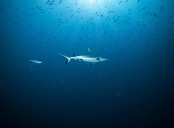 Pequeno Tubarão Recife Atóis Das Maldivas Oceano Índico — Fotografia de Stock