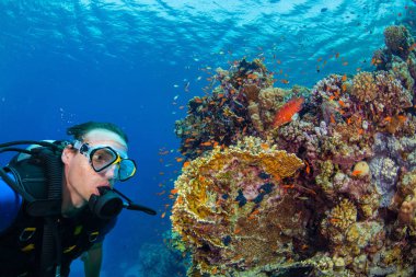 Genç dalgıç mercan resif keşfetmek adam. Sualtı fauna ve florası, deniz yaşamı.