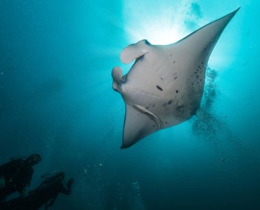 İki dalgıçlar siluetleri ile dev manta ray. Deniz yaşamı, tüplü dalış ve su altında aktiviteler.