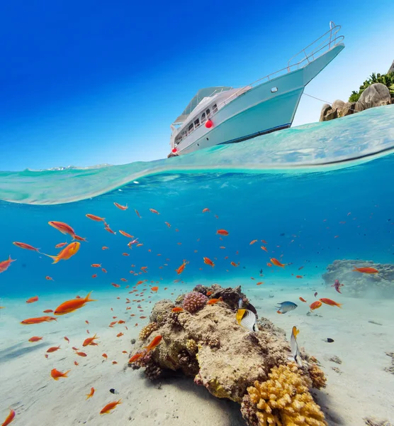 Alatt Felett Víz Felszíni Nézet Korallzátony Víz Alatti Növény Állatvilág — Stock Fotó