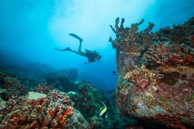 Genç kadın scuba diver mercan resif keşfetmek. Sualtı spor ve memnuniyetti faaliyetleri.