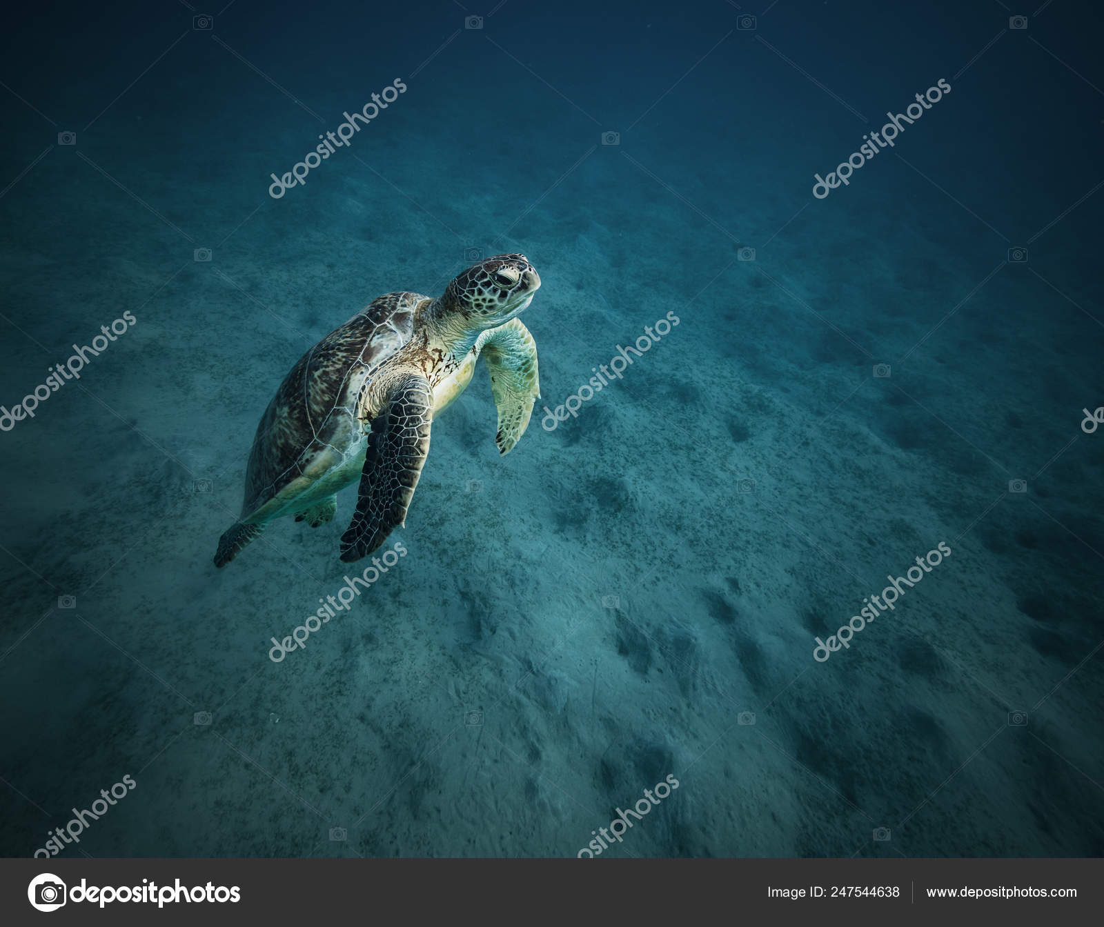 76+ Gambar Alam Flora Dan Fauna Terbaik 76+ Gambar Alam Flora Dan Fauna Terbaik