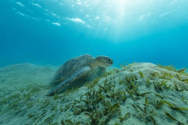 Hawksbill kaplumbağa besleme deniz yosunu, Marsa Alam, Mısır